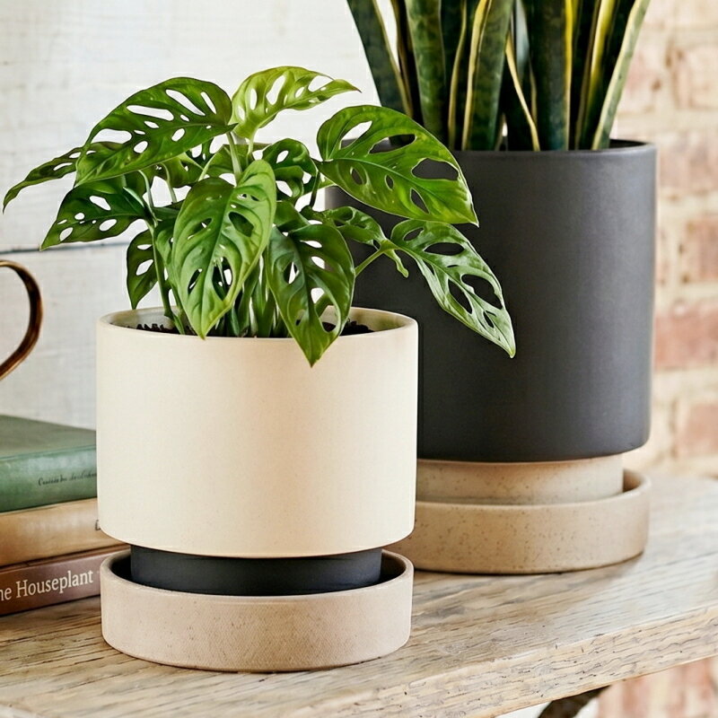 楽天市場】植木鉢 陶器 6号（植木鉢・プランター｜ガーデニング・農業