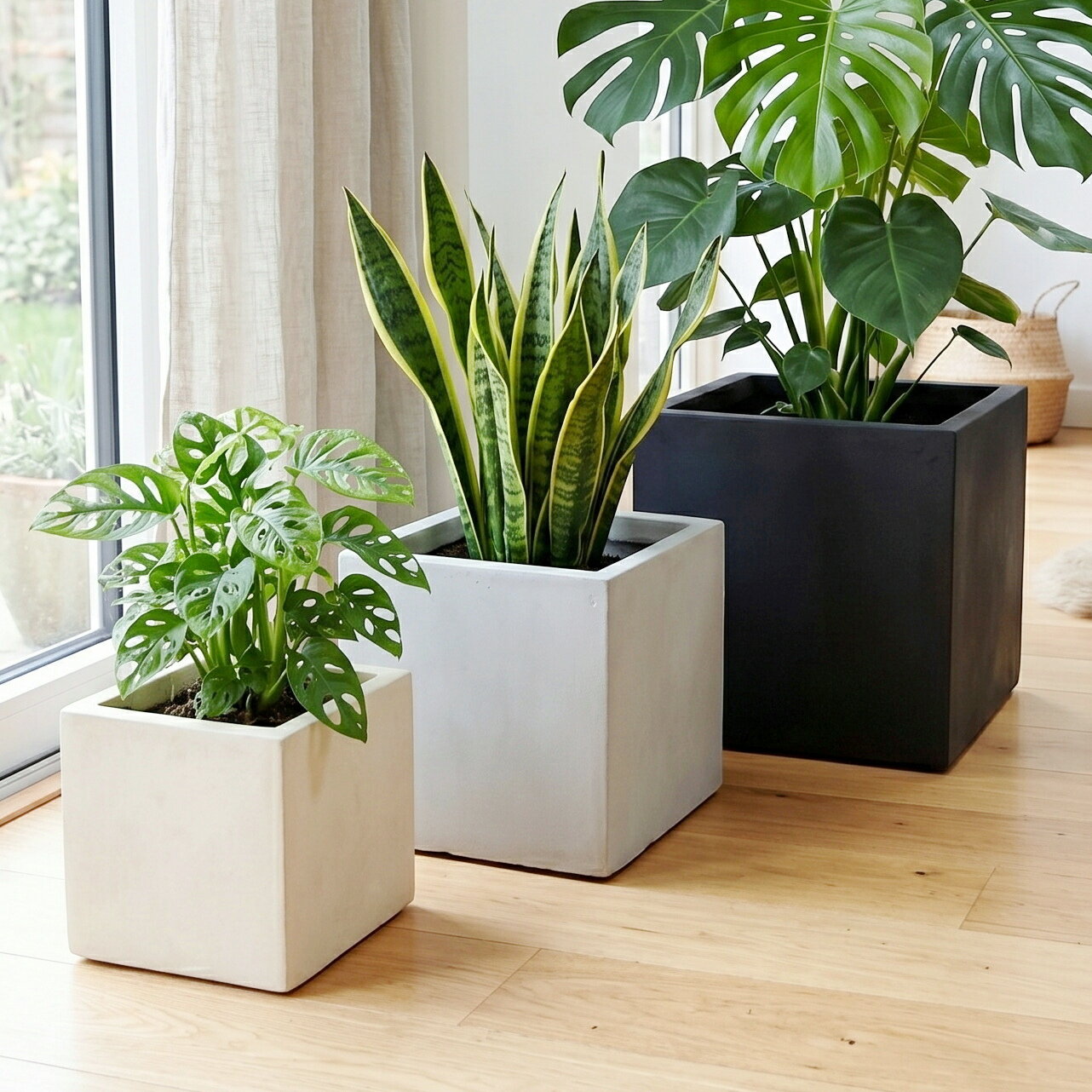 Rakuten - 植木鉢 おしゃれ サーンプルスクエアL (3色)＜ 外寸36cm グラスファイバー セメント グレー ホワイト アイボリー ブラック 底穴あり コンクリート 四角 正方形 軽い 軽量 大型 プランター 鉢 特大 大きめ 室内 屋外 鉢植え 園芸 観葉植物 多肉植物 塊根植物 サボテン 花＞