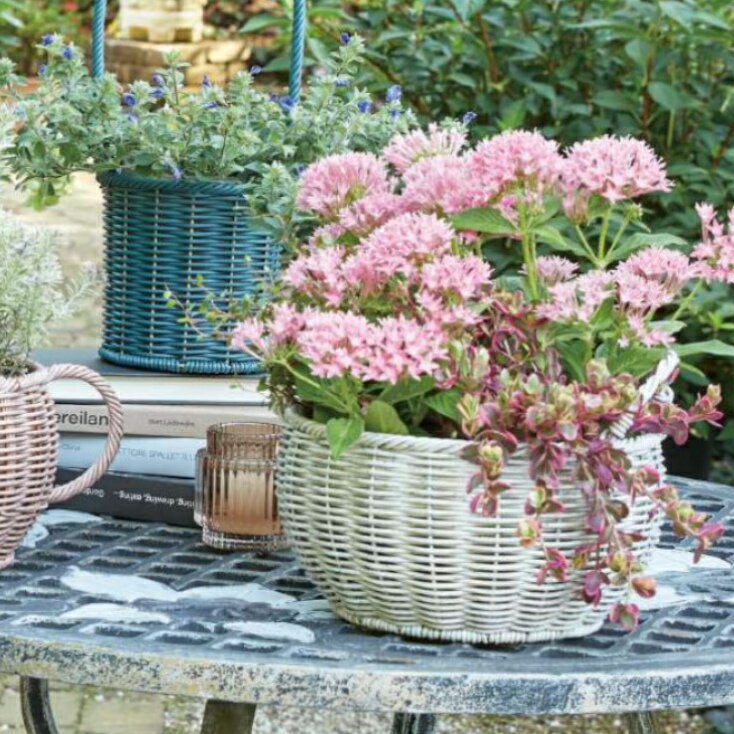 楽天市場】7号 浅鉢の通販