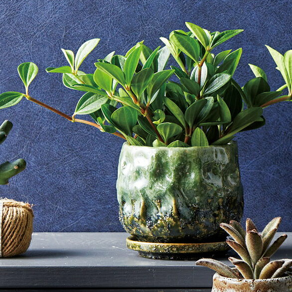 植木鉢 おしゃれ 陶器鉢 エマールレリーフポットS (2色)＜ 11.5cm 3.5号(2.5号用) 底穴あり 受け皿付 ホワイト ベージュ グリーン 釉薬 陶...