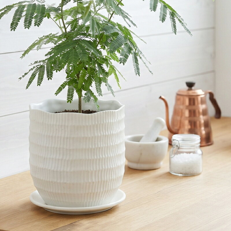 楽天市場】植木鉢 陶器 6号の通販