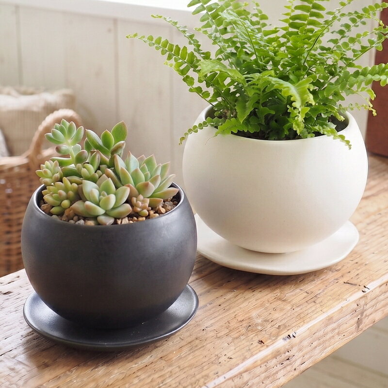 楽天市場】多肉植物 鉢 3号の通販