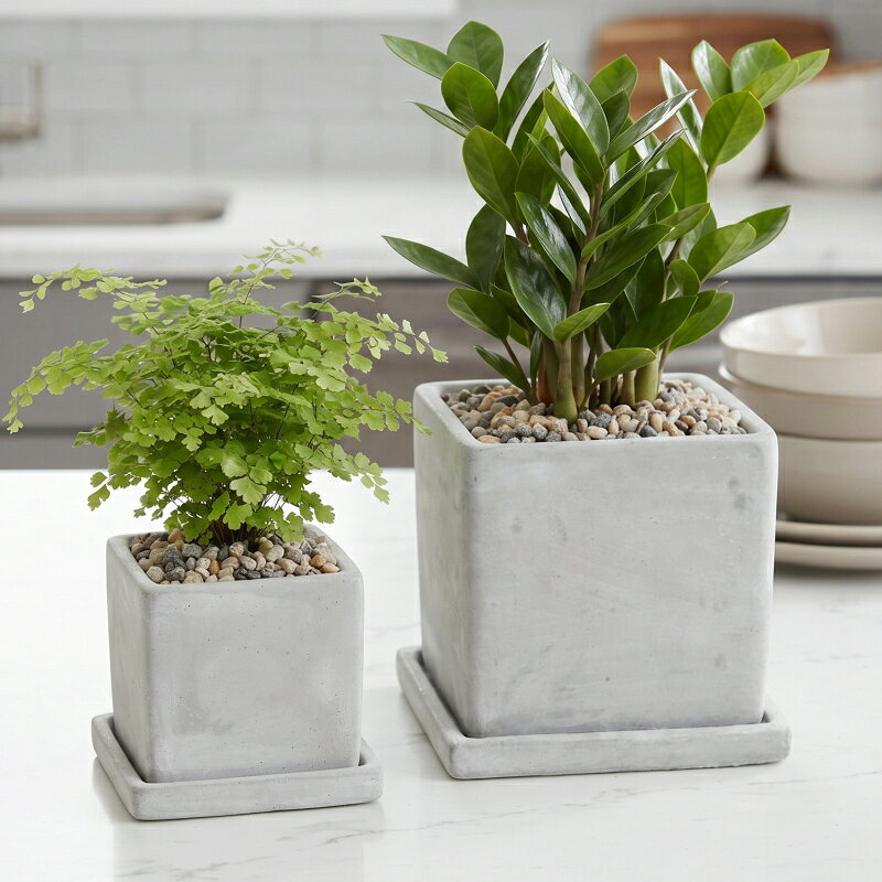 植木鉢 おしゃれ セメント コンクリキューブ(4サイズ)＜ 2号 3号 4号 5号 8cm 11cm 13cm 15cm 穴あり 受け皿付 グレー 白 コンクリート プランター 四角 かわいい 鉢 鉢カバー ガーデニング 室内 屋外 植え替え 鉢植え 園芸 観葉植物 多肉植物 塊根植物 サボテン 花 ＞