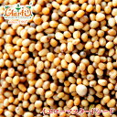 CG[}X^[hV[h ChY 1kg / 1000gYellow Mustard Seeds ^  炵 XpCX n[u h 