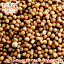 ޥɥ ʥ 10kgYellow Mustard Seeds Canada   ɻ  ѥ ϡ  Ĵ̣