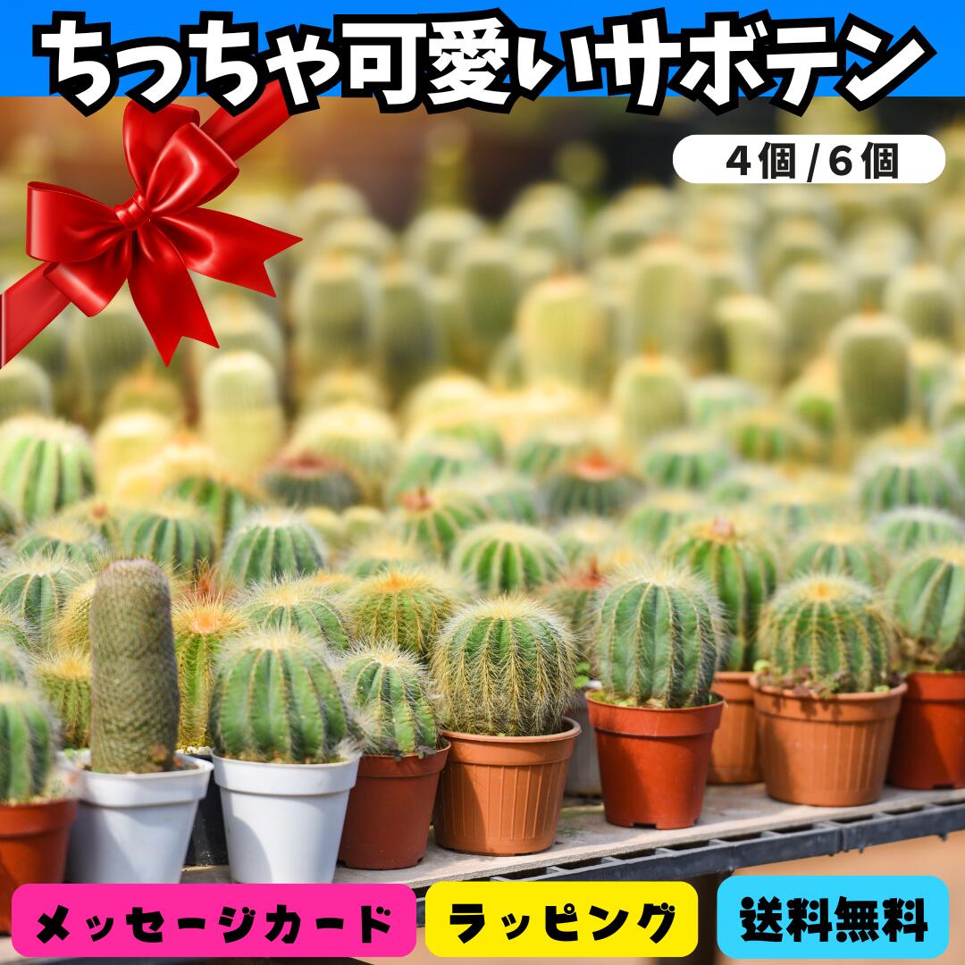 楽天市場】ミニサボテン セットの通販