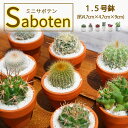 ちっちゃ可愛い サボテン 1.5号鉢 (約4.7cm×4.7cm×9cm) さぼてん 小さい サボテン通販 ミニサイズサボテン ミニサボテン セット 観葉植物 ...