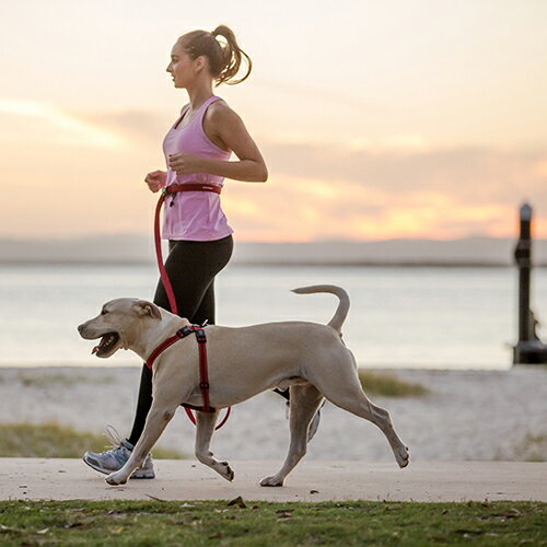 ○新東亜交易 EZYDOG/イージードッグ ロードランナー　 レッド　中型犬〜大型犬向き「W」 2