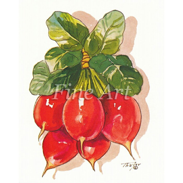 シャドープリント「あかかぶ」FA18-083 メール便/宅配便可