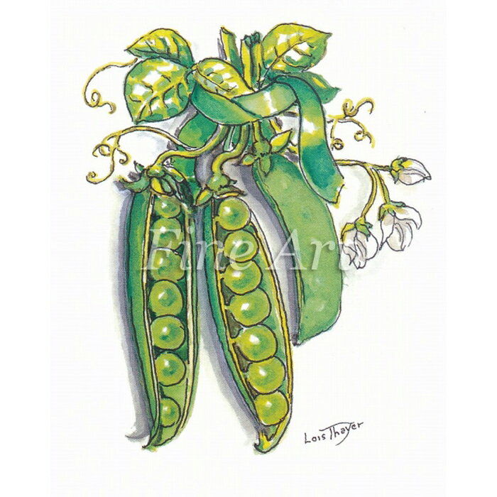 シャドープリント「えんどう豆」FA18-098 メール便/宅配便可