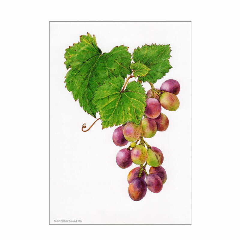 乐天商城 - シャドープリント「Harmony」 メール便/宅配便可 3d-yt59