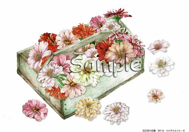 シャドープリント 「百日草の収穫」 メール便/宅配便可 my-33のサムネイル