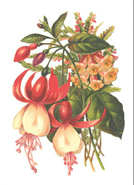 乐天商城 - スタジオFeelデザインの立体テキストシート 「フクシア」 S-088 メール便/宅配便可