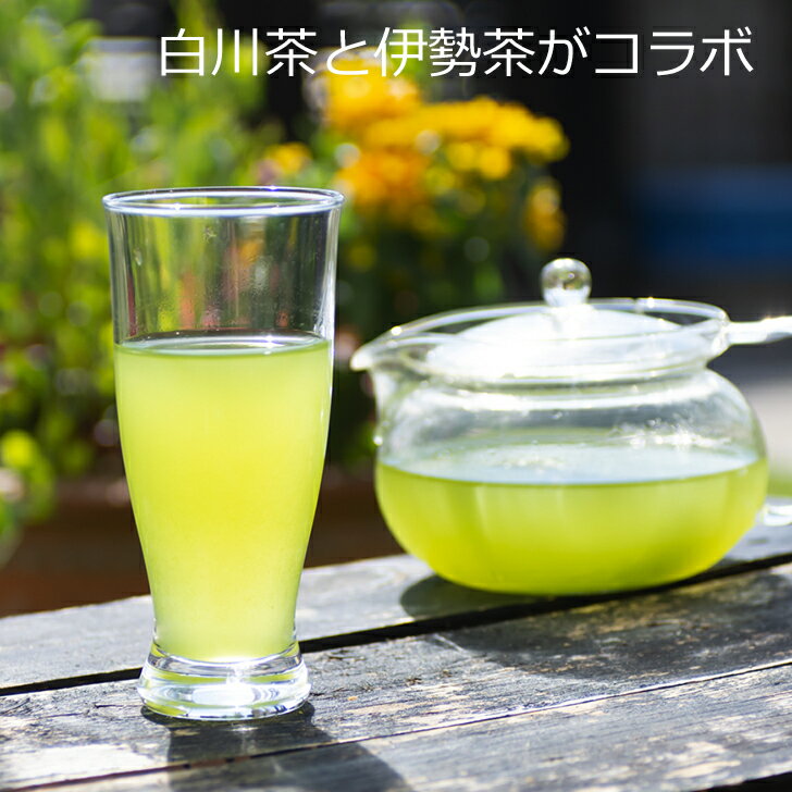 伊勢茶 白川茶 モガ茶 コラボ お茶 カテキン茶 茶カテキン パウダーティー パウダー 飲みやすい 甘み成分