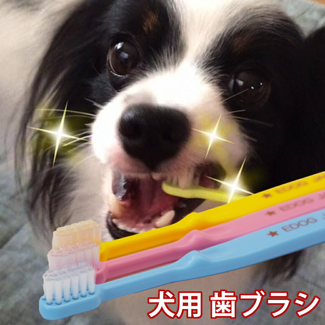＼スーパーSALE／ ペット用品 犬 EDOGJAPAN 歯ブラシ3本 デンタルケア用品 口臭 予防 歯磨き 犬用品 猫用品 ペットグッズ 磨きやすいヘッド 9×18mm