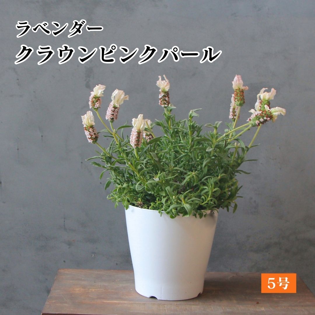 商品画像1