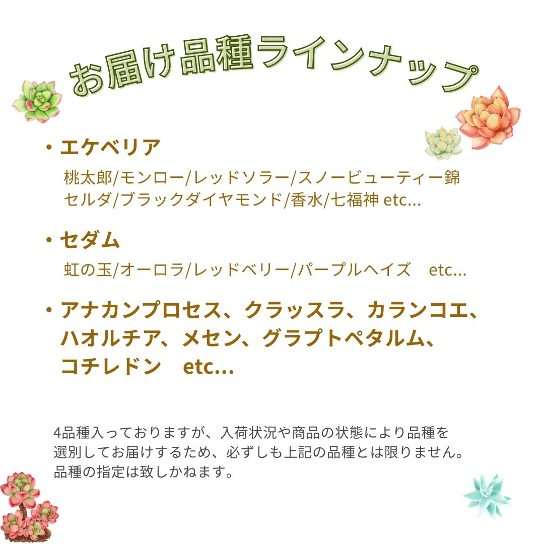 【多肉ちゃんお楽しみ4点セット 】多肉植物 サキュレント セダム エケベリア クラッスラ コチレドン オトンナ メセン プレゼント ガーデニング 多肉