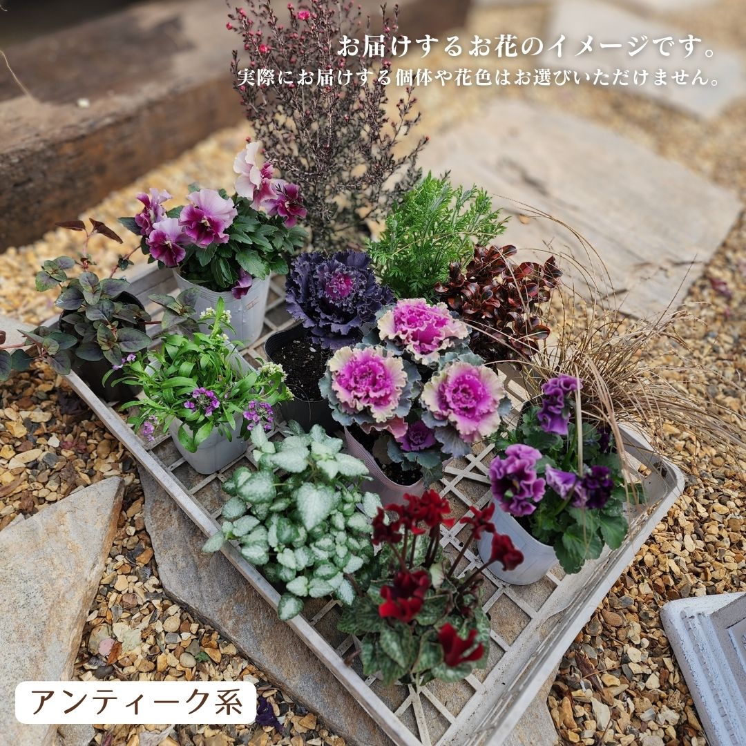 楽天市場】寄せ植え セット（カラーワインレッド）の通販