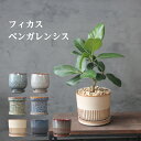 フィカス・ベンガレンシス 観葉植物 鉢が選べる 5号鉢 受け皿付き 個体お任せ おしゃれ プレゼント ギフト