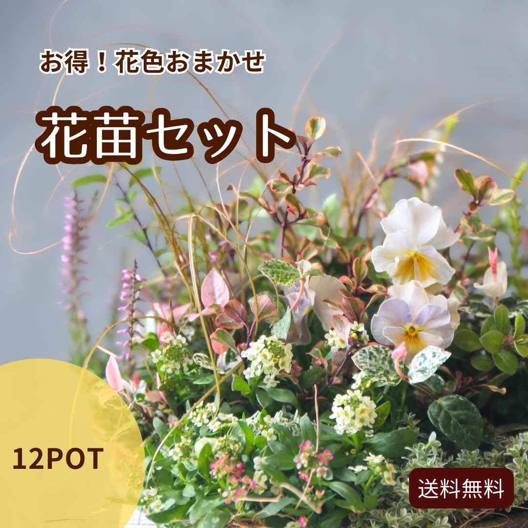 楽天市場】寄せ植え セット（カラーブルー）（苗物｜ガーデニング