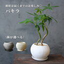 樹形お楽しみパキラ 鉢が選べる 観葉植物 屋内植物 個体お任せ 受け皿付き おしゃれ プレゼント ギフト 風水 テーブルサイズ パキラ