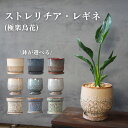 ストレリチア・レギネ 観葉植物 鉢が選べる 5号鉢 受け皿付き 個体お任せ ストレチア 極楽鳥花