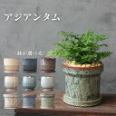 アジアンタム 観葉植物 鉢が選べる 5号鉢 受け皿付き 個体お任せ 南国風 おしゃれ プレゼント ギフト シダ 鉢