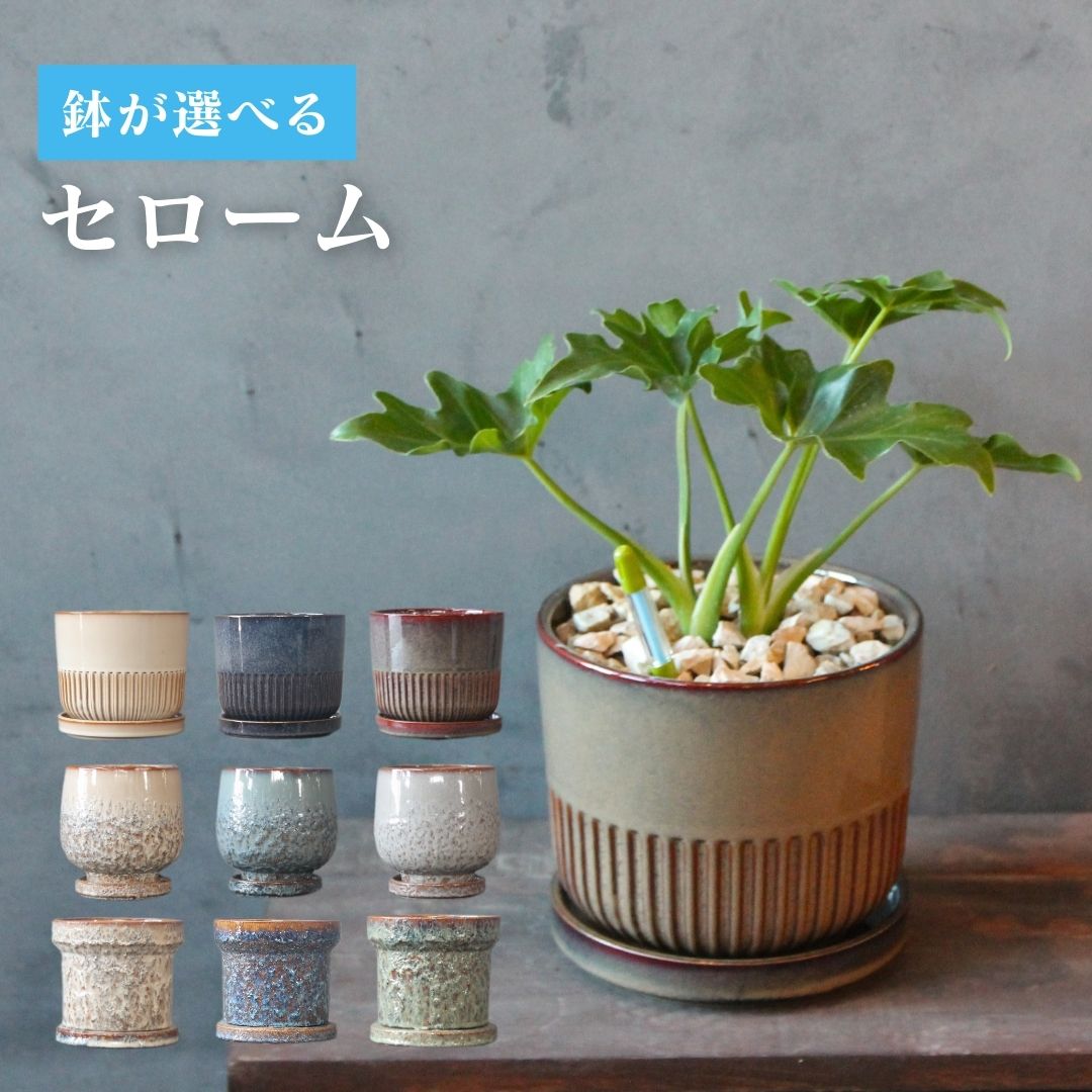【 観葉植物 セローム コンパクト 】【鉢が選べる】5号鉢 受皿付き おしゃれ プレゼント ギフト フィロデンドロン フィロデンドロン・セローム 育てやすいサイズ グリーンインテリア 観葉 風水 お祝い リビング ABCGARDENS 卓上サイズ