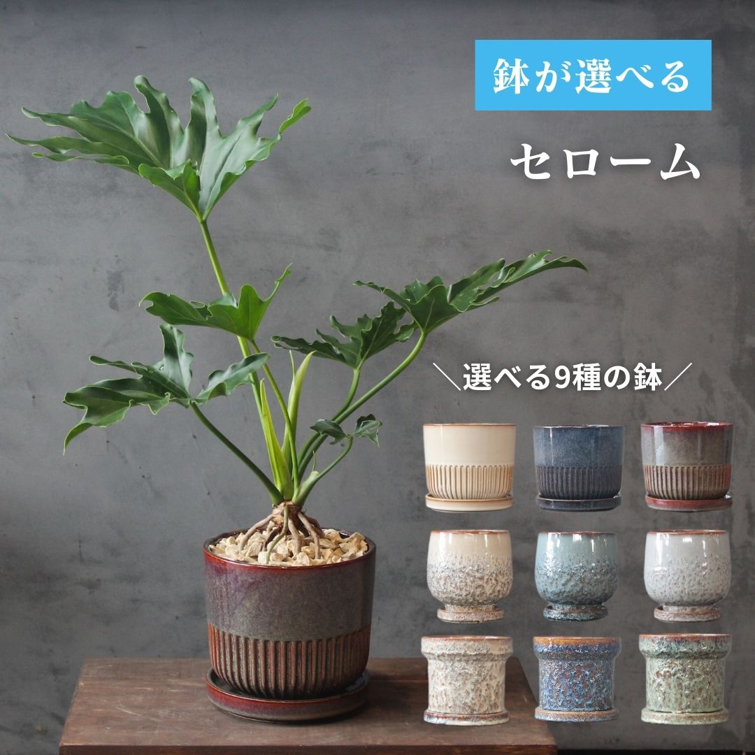 【 鉢が選べる セローム 観葉植物】 5号鉢 受け皿付き おしゃれ プレゼント ギフト フィロデンドロン ..
