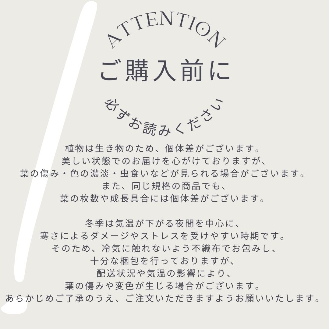 【 選べる3種 ミニ苗 アカシア テレサ ミモザ サンカクバ 5号 】希少品種 5寸 アカ...