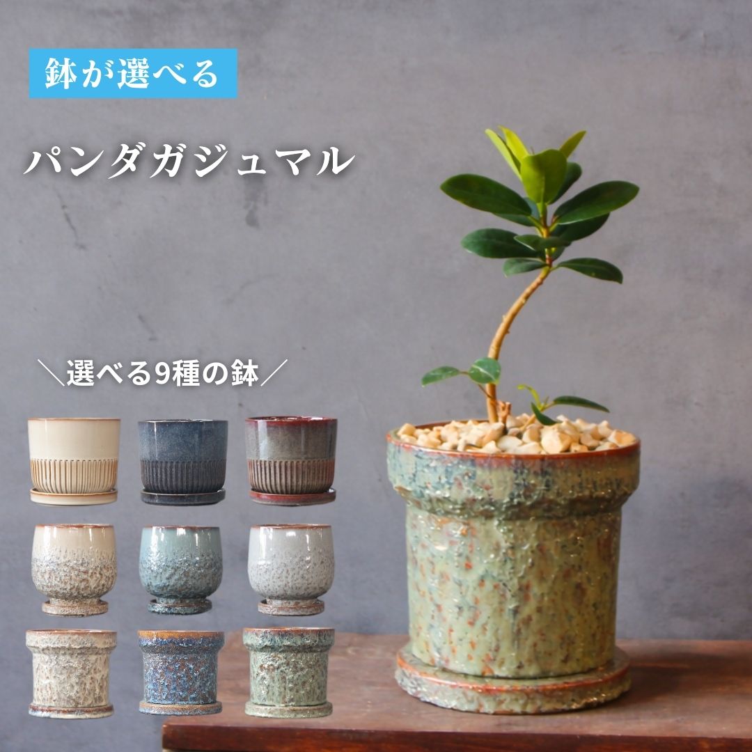 【鉢が選べる】【 観葉植物 パンダガジュマル曲がり 】 5号鉢 受け皿付き おしゃれ プレゼント ギフト ..