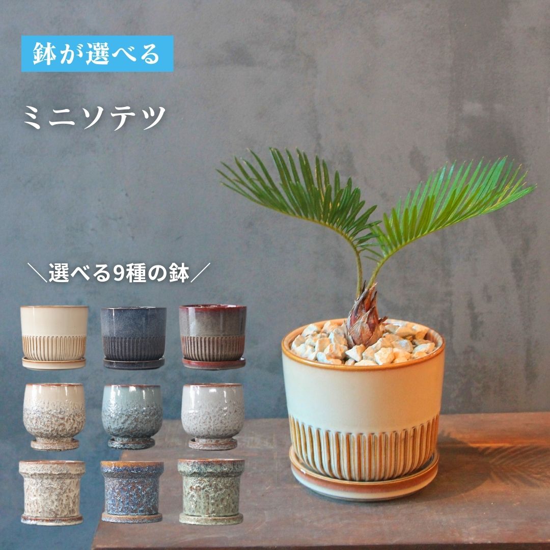 楽天市場】ソテツ 鉢植えの通販