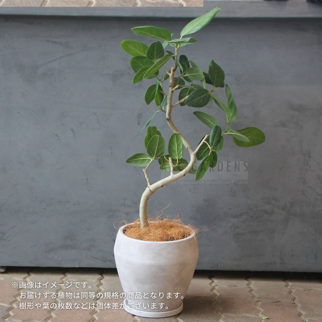 楽天市場】ベンガレンシス 現品の通販
