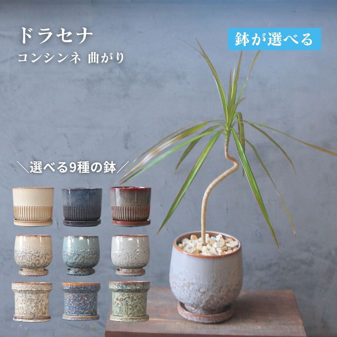 【 観葉植物 ドラセナ コンシンネ 曲がり 】【鉢が選べる】 5号鉢 受け皿付き おしゃれ プレゼント ギフト マルギナータ グリーンインテリア 鉢植え 風水 お祝い リビング ABCGARDENS 可愛い観葉植物 丸い葉っぱ 風水 金運アップ 曲がり仕立て ドラゴンツリー