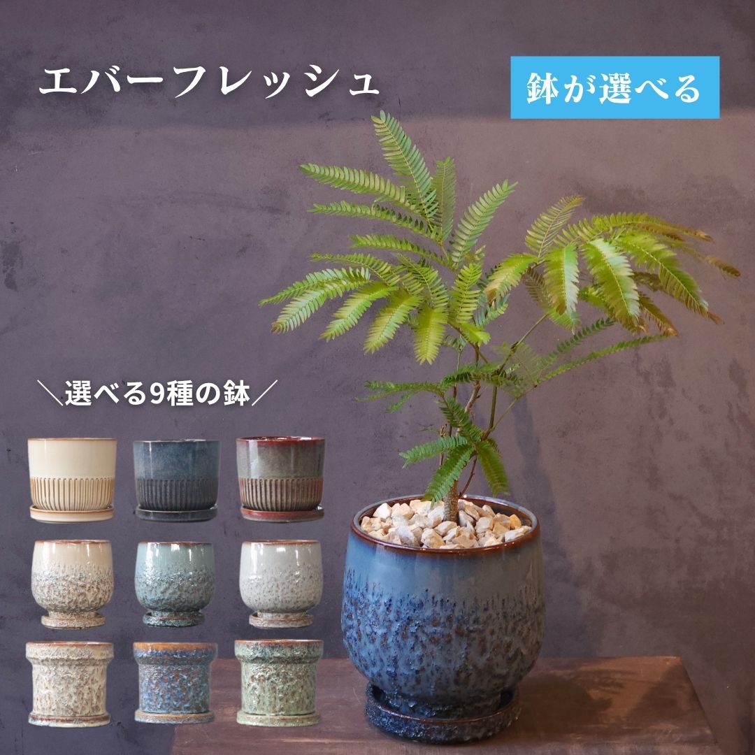 楽天市場】エバーフレッシュ 5号の通販