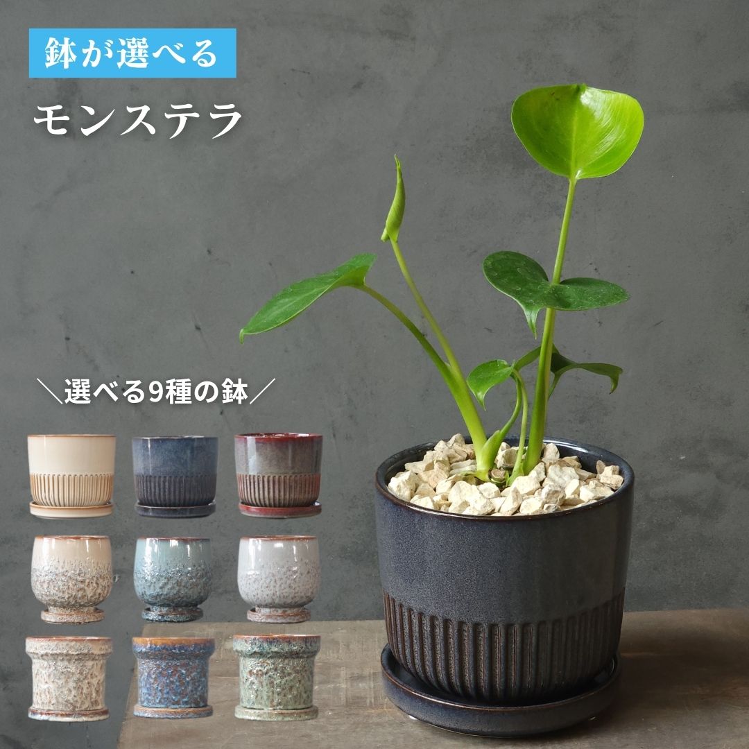 Rakuten - 【 観葉植物 モンステラ 5号 】【鉢が選べる】 5号鉢 受け皿付き おしゃれ プレゼント ギフト 南国風 グリーンインテリア 鉢植え 風水 お祝い リビング ABCGARDENS 可愛い観葉植物 縁起がいい観葉植物