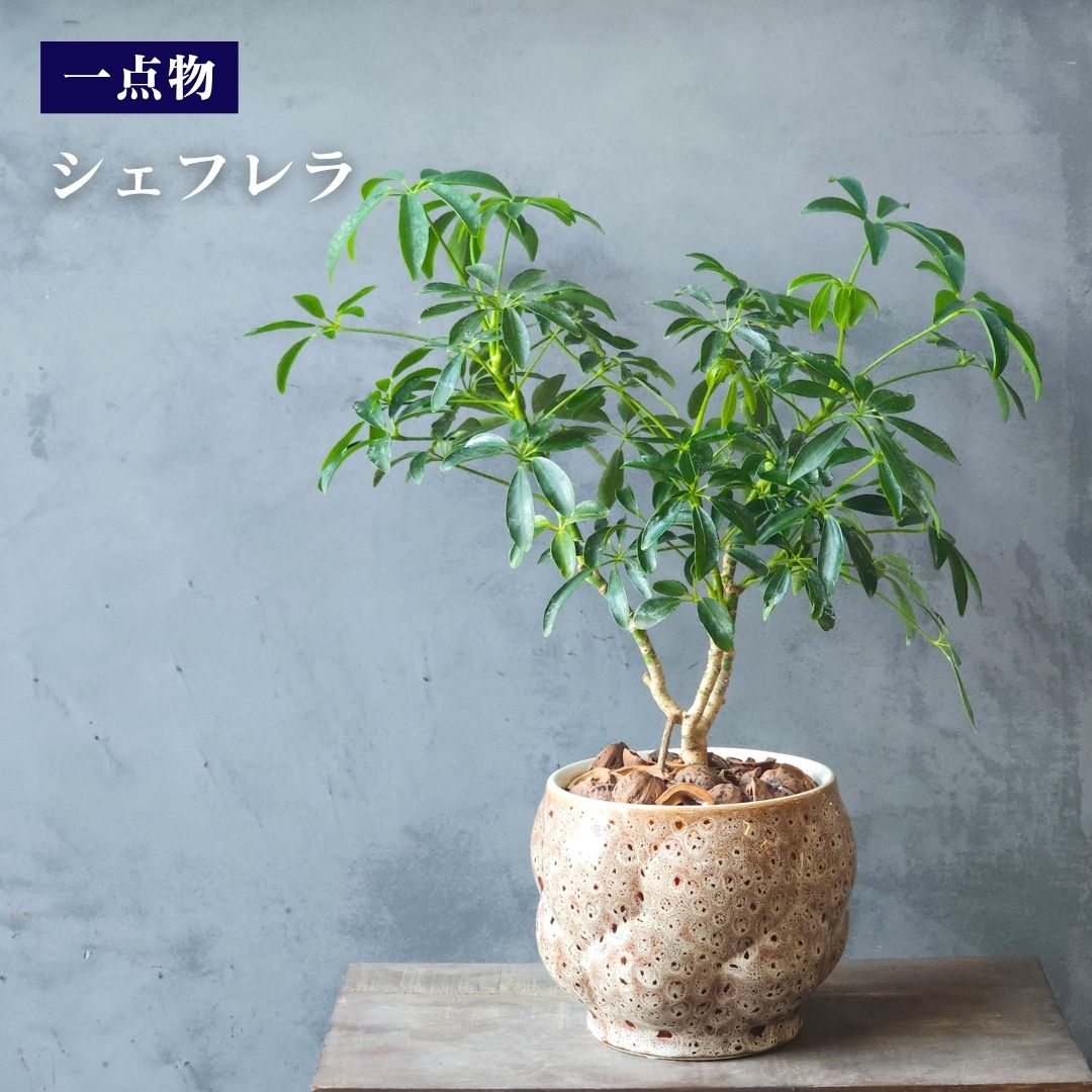 Rakuten - 【一点物 観葉植物 シェフレラ 】【送料無料】オリジナル 受け皿付き おしゃれ プレゼント ギフト 南国風 グリーンインテリア 鉢植え 風水 お祝い リビング ABCGARDENS 可愛い観葉植物 贈答用 会社に飾る お中元 父の日