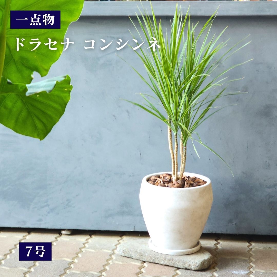 Rakuten - 【一点物 観葉植物 ドラセナ コンシンネ 7号】【送料無料】オリジナル 受け皿付き おしゃれ プレゼント ギフト 南国風 グリーンインテリア 鉢植え 風水 お祝い リビング ABCGARDENS 可愛い観葉植物 贈答用 会社に飾る お中元 ドラセナ・コンシンネ ドラセナ 真実の木
