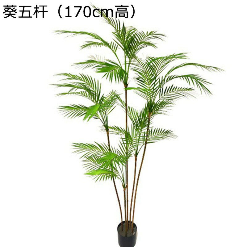 ?真?植散尾葵假?植迷?葵盆栽?盆散尾葵客??植?真?植造景