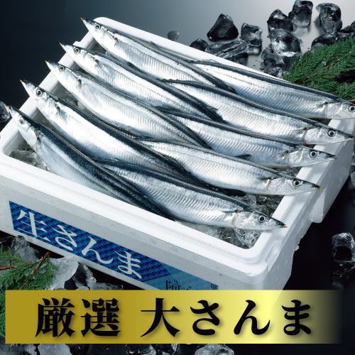 【送料無料 宮城県 気仙沼産 新物 厳選大サイズ さんま 10尾】三陸産 鮮さんま 生さんま 水揚げ当日に箱詰め発送 獲れたて 南三陸ホテル観洋 阿部長商店 工場直送 お取り寄せ 秋刀魚 サンマ グルメ お刺身 塩焼き 蒲焼き 甘露煮 生姜煮【水揚げ次第順次発送】【指定日不可】