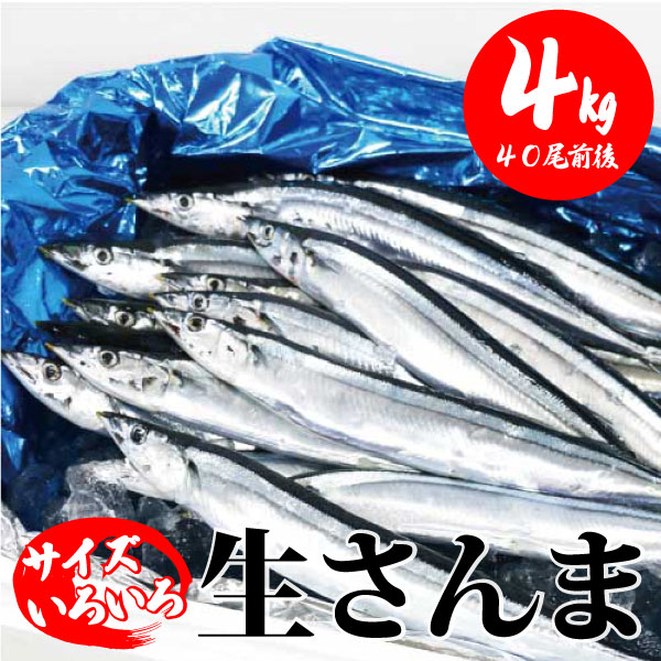 【宮城県 気仙沼産 新物 さんま 4キロ(40尾前後) サイズいろいろ】 三陸産 鮮さんま 生さんま 水揚げ当日に箱詰め発送 獲れたて 南三陸ホテル観洋 阿部長商店 工場直送 お取り寄せ 秋刀魚 サンマ グルメ 秋の味覚 お刺身 塩焼き 蒲焼き 甘露煮 生姜煮【水揚げ次第順次発送】のサムネイル