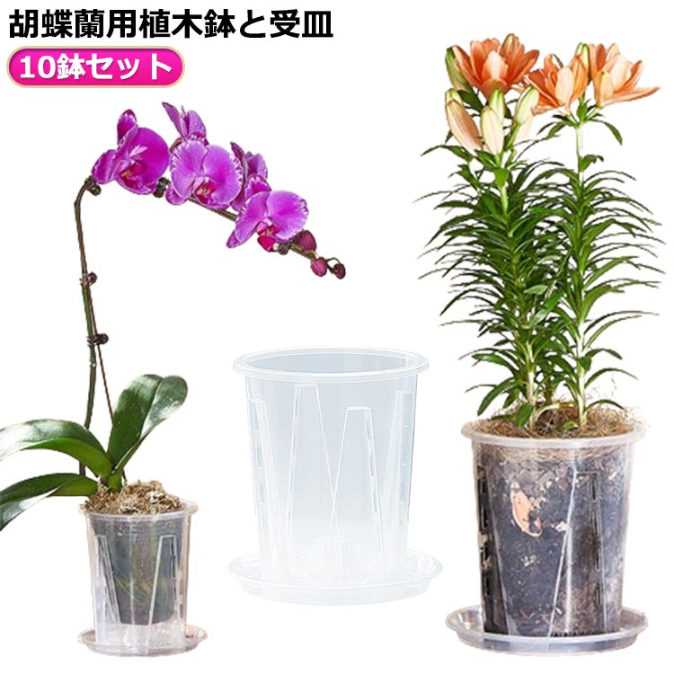 胡蝶蘭専用 プラスチック 胡蝶蘭鉢 植木鉢 保育園ポット 多肉植物 穴付き 透明 蘭の鉢 植木鉢 洋蘭鉢 10鉢セット 屋内 屋外 胡蝶蘭の植え替え オーキッドポット 観葉植物 蝶蘭 育苗ポット プランター 受皿付き