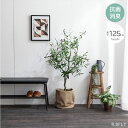 【7/1限定☆11%OFFクーポン発行中】【高さ125cm オリーブ】光触媒人工観葉植物 フェイクグリーン 人工 観葉植物 グリーン 消臭 抗菌 防汚 ホルムアルデヒド分解 インテリア メンテナンス簡単 水やり不要 空気 浄化 アクセント ダイニング リビング 玄関 寝室 北欧テイスト