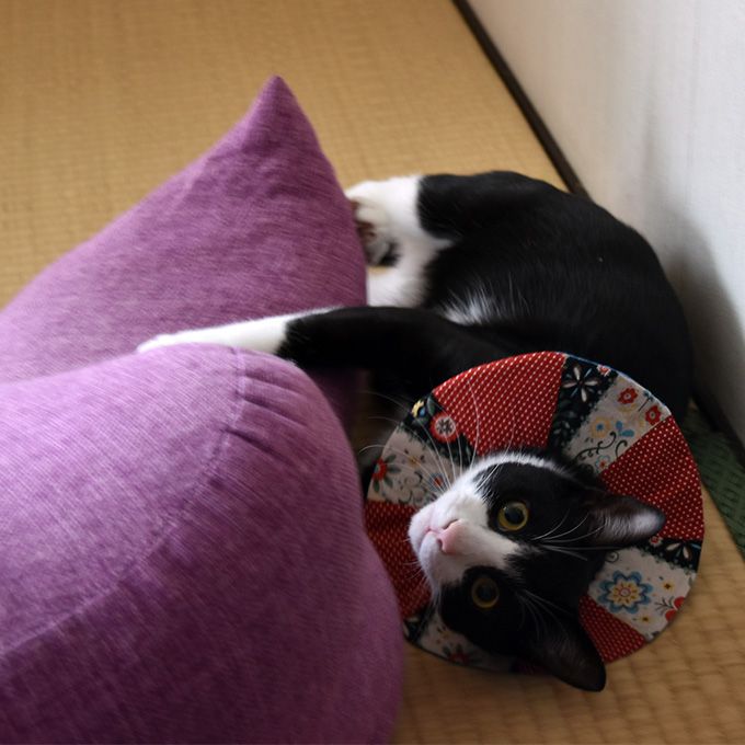 【マラソン限定クーポン】ハンドメイド ねこのえりまき にゃんこスタイ キャットス...
