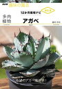 【取寄品】【取寄時、納期1～3週間】多肉植物 アガベ