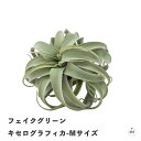 フェイクグリーン キセログラフィカ-Mサイズ|フェイクプランツ|人工観葉植物|高さ約24cm|リアル|造花|インテリア|室内|屋内|ポリエチレン|おしゃれ|おす...