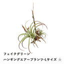 フェイクグリーン ハンギングエアープランツ-Lサイズ|フェイクプランツ|人工観葉植物|本体高さ約33cm|リアル|造花|インテリア|室内|屋内|壁掛け|吊り下げ...