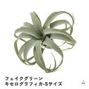 フェイクグリーン キセログラフィカ-Sサイズ|フェイクプランツ|人工観葉植物|高さ約24cm|リアル|造花|インテリア|室内|屋内|ポリエチレン|おしゃれ|おす...