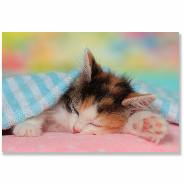 ネコポストカード　E04-PB-518