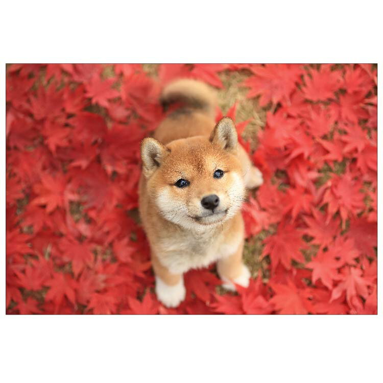 秋・柴犬ポストカード　PN-533aのサムネイル